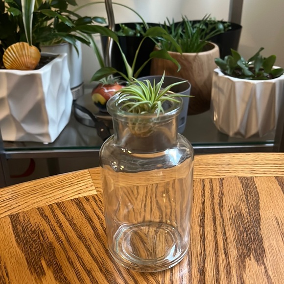 Accents New Plant Propagation Bottle 5 Clear Glass Poshmark